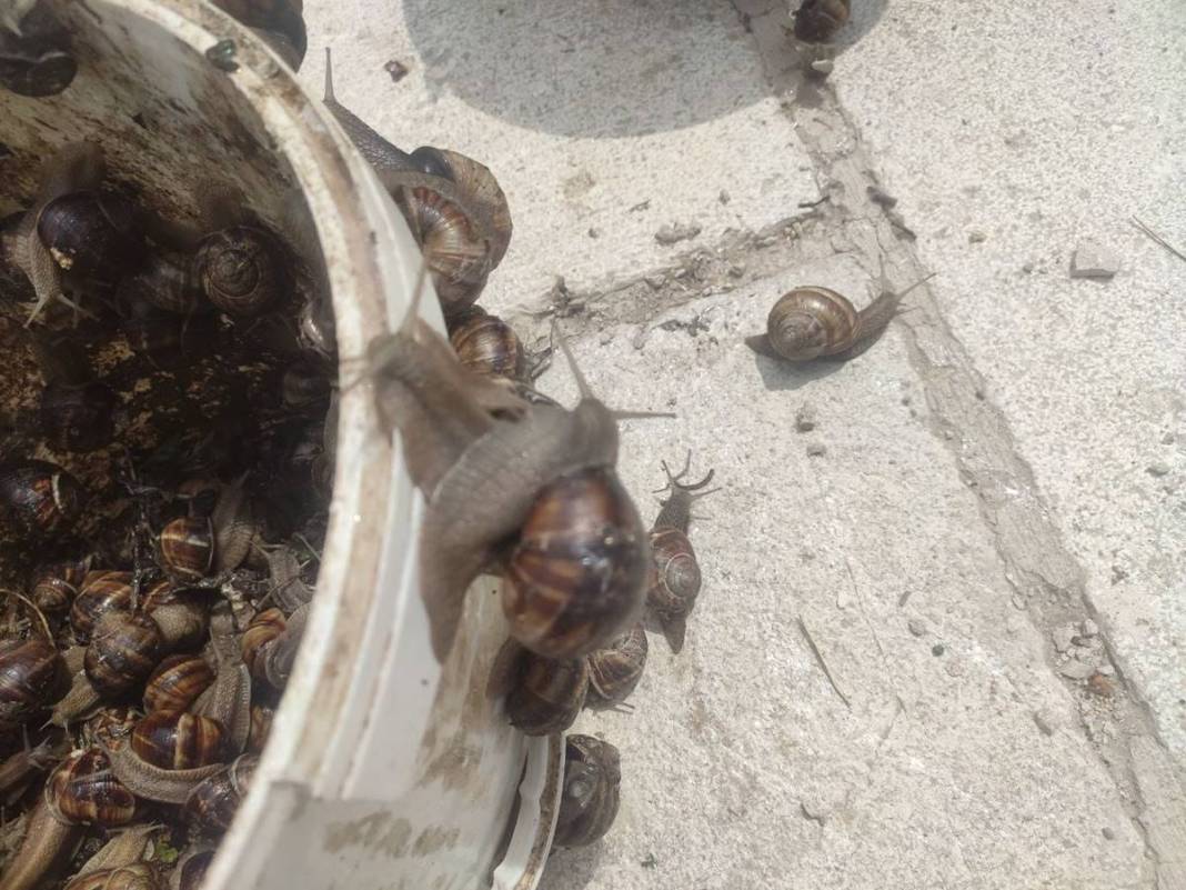 Karadeniz'de yetiştiriliyor, Avrupa ve Uzak Doğu'ya tonlarca satılıyor! Bölge halkının en büyük gelir kapısı 7